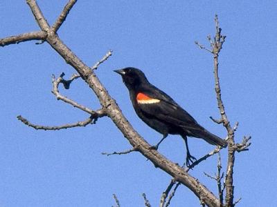 Red-winged Blackbird2