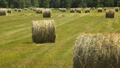 Field of Hay Bales