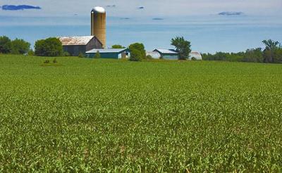 Field of Corn1