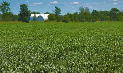 Field of Corn2