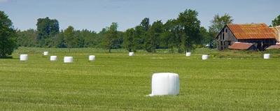 Field of Hay Bales2