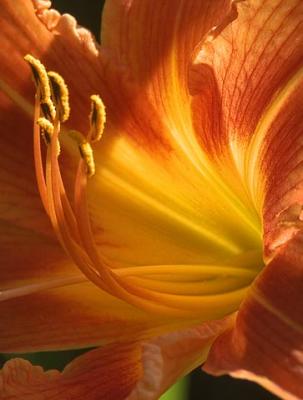Day Lily Closeup Backlit