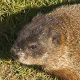 Groundhog Closeup