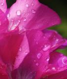 Raindrops on Flowers2