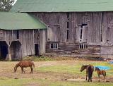 Horses in Barnyard