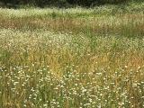 Field of Wildflowers1
