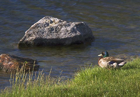 Rocks & Duck