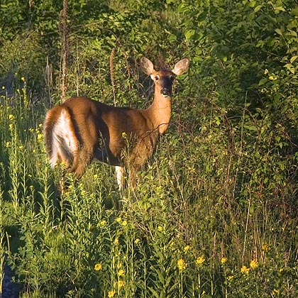 Deer by Railroad Tracks