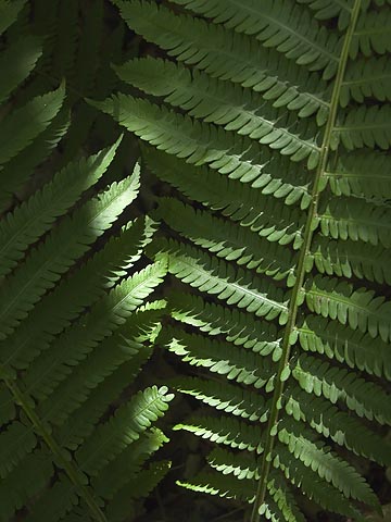 Sunlit Ferns