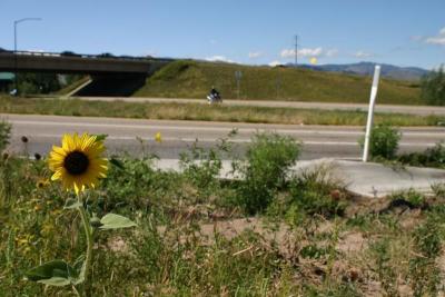 Sunflower near Foothills Parkway