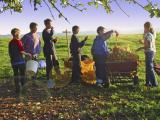 Picking Apples