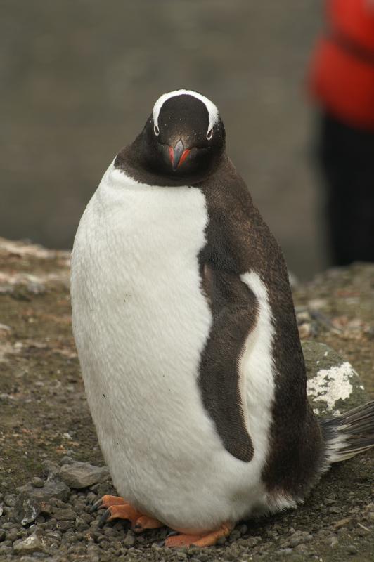 Gentoo Penguin