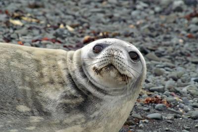 Wedell Seal