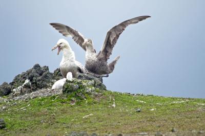 Albatross Nest