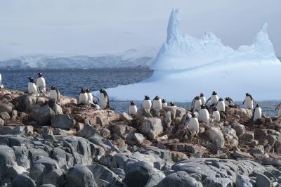 Penguin Iceberg View