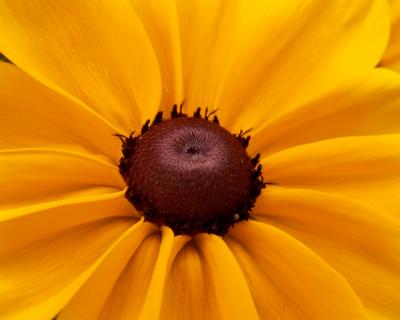 Black Eye Susan