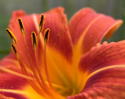 Day Lily