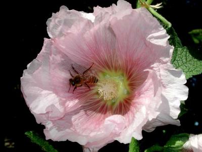 bee emerging from hollyhock