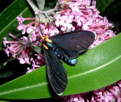 Black Tiger Moth