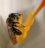 small honeybee on crocus