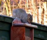 Beryl the Squirrel