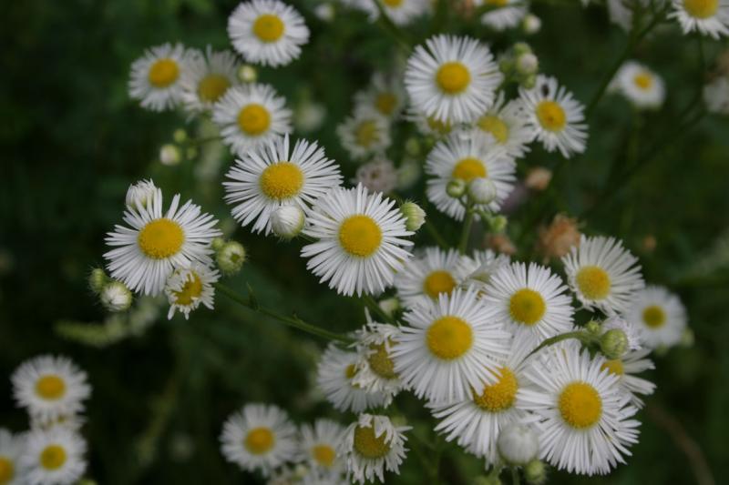 Daisy.jpg