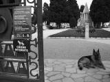 June 23rd  2004- No Dogs