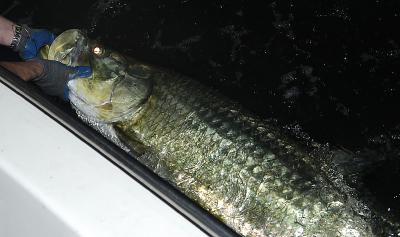 anthony 65lb tarpon closeup 06-20-04.jpg