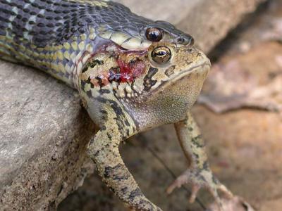 Garter Snake and Toad.jpg