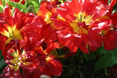CRW_4965.jpg
