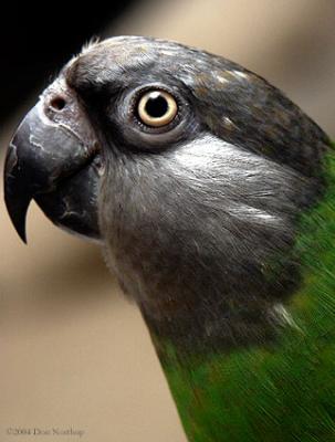 6761c-parrot.jpg