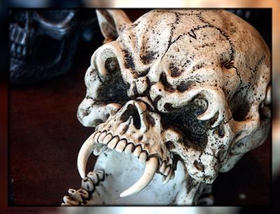 8630-skull.jpg