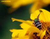 6440c-bees-pollen-snatchers.jpg