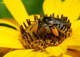 6450c1-bee-and-pollen.jpg