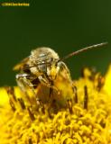 The Pollen Snatchers