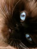 7143-cat-snaps.jpg