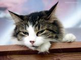 7109-cute-cats.jpg