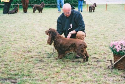 The Dutch Field Spaniel Champ Show Weekend