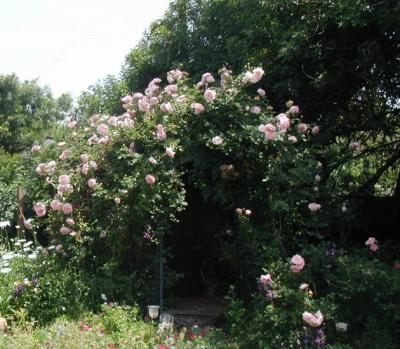 Pink Powder Puff on 7 foot arch   