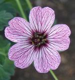 Geranium