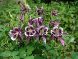 Columbine