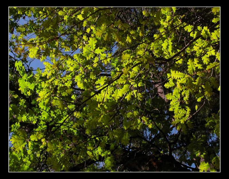 Leaf Stained Glass