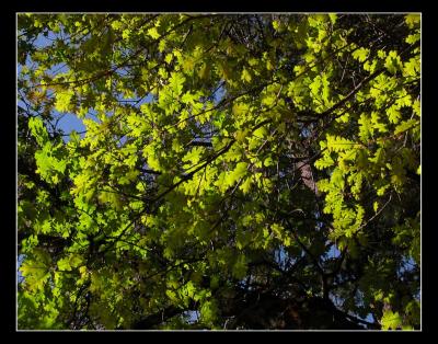 Leaf Stained Glass