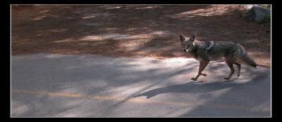 Roadside Companion