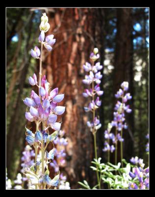 Lavender Color