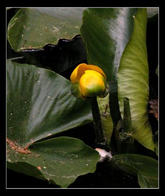 Ahwahnee Lily Pond