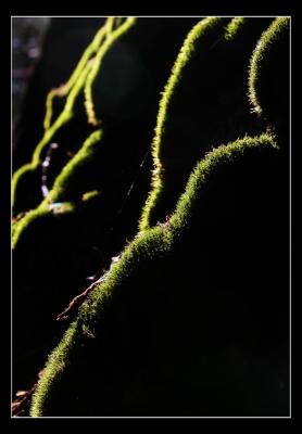 Moss Landscape