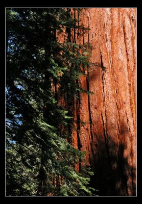 Redwood