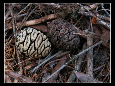 Pine Cones