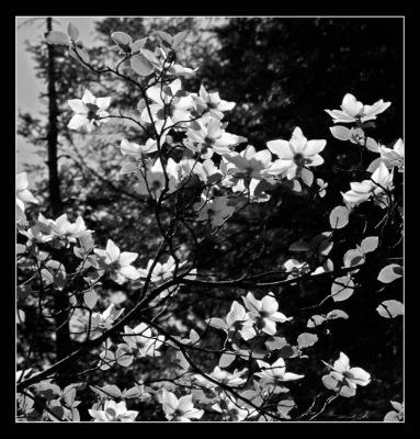 Dogwood Black and White 2